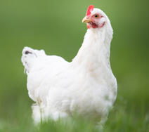 ARBOCEL for Improved Flock Performance